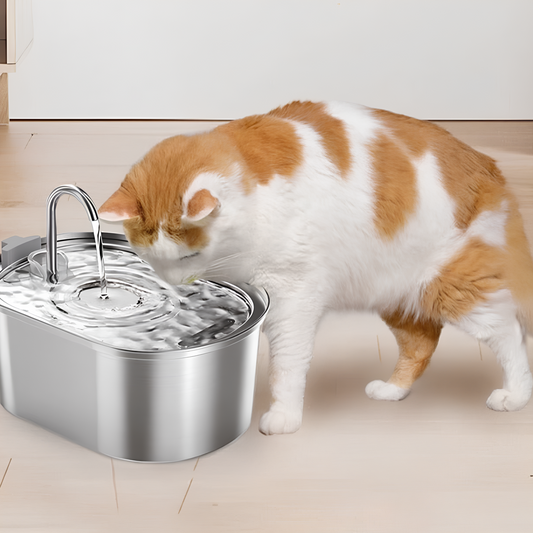 Pet Fountain is the Solution